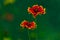 Closeup shot of blooming vibrant indian blanket flower in a garden