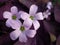 Closeup shot of blooming violet wood-sorrel