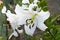 Closeup shot of blooming white California fawn lilies outdoors