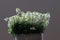 Closeup shot of blooming white nemesia flowers in an aluminum tin can