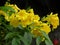 Closeup shot of blooming yellow Caesalpinia flowers on a dark background