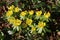 Closeup shot of blooming yellow Eranthis flowers