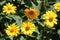 Closeup shot of blooming yellow heliopsis flowers