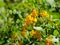 Closeup shot of blooming yellow senna flowers