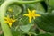 Closeup shot of a blossom of tomato plant (Solanum lycopersicum)