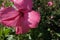 Closeup shot of the blossomed beautiful and pink  Hollyhock flower