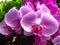 Closeup shot of the blossomed beautiful purple orchids flowers