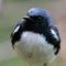 Closeup shot of a blue-backed conebill bird