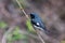 Closeup shot of a Blue-backed Warbler in a forest