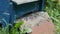 Closeup shot of a blue beekeeping box with honeybees visible during daylight