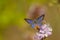 Closeup shot of a blue butterfly opened its wings on a wild flowers