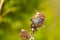 Closeup shot of a blue butterfly opened its wings on a wild flowers