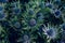 Closeup shot of the blue Eryngium alpinum flower whit it\'s sharp spikes