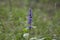 closeup shot of blue flowers of Ajuga reptans Atropurpurea in spring