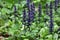 Closeup shot of blue flowers of Ajuga reptans Atropurpurea in spring.