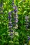 A closeup shot of blue flowers of Ajuga reptans Atropurpurea in spring.Blue bugle Ajuga reptans flowers carpenter\\\'s herb