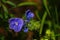 Closeup shot of blue germander speedwell flowers blooming in a garden