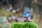 Closeup shot of a blue jay bird getting ready to fly on a blurred background