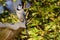 Closeup shot of a Blue jay perched on a water fountain on a blurred background