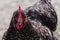 Closeup shot of a Blue Laced Wyandotte hen in Les Grangettes Nature Reserve in Switzerland