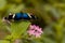 Closeup shot of a blue Linda Mariposa butterfly sitting on a leaf with blurred background