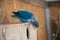 Closeup shot of a blue monk parakeet bird on a handmade nest