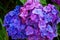 Closeup shot of blue and purple Hydrangea Serrata or Tea of heaven flowers