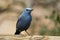 Closeup shot of a blue rock thrush standing on a piece of wood