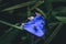 Closeup shot of a blue spiderwort flower