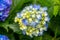 Closeup shot of blue and yellow Hydrangea Serrata or Tea of heaven flowers