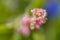 Closeup shot of boerhavia diffusa flowers