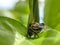 Closeup shot of a bold jumper spider perched on a plant leaf