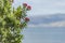 Closeup shot of bottlebrush plants with blurred background in New Chums Beach, New Zealand