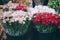 Closeup shot of bouquets of beautiful fresh flowers in the market