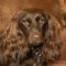 Closeup shot of a Boykin Spaniel dog with a blurry background