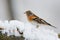 Closeup shot of brambling bird perched on tree branch covered with snow