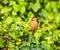 Closeup shot of a Bramhiny starling bird perched on green leaves in  West Bengal, India