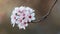 Closeup shot of a branch with a cluster of delicate white flowers. Cherry blossom.