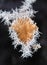 Closeup shot of a branch with frozen wilted leaves