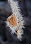 Closeup shot of a branch with frozen wilted leaves