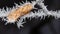 Closeup shot of a branch with frozen wilted leaves