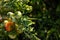 Closeup shot of a branch of a tomato bush