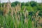 Closeup shot of branches of common reed and a small bird sitting on one of them