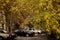 Closeup shot of branches with yellow autumn leaves in a yard with cars in Moscow, Russia