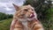 Closeup shot of a Brazilian shorthair hanging his tongue out