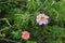 Closeup shot of bright beautiful rosehip flowers in a delicate pink color of pastel tones