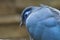 Closeup shot of a bright blue coua bird, endemic to Madagascar island, in the daylight