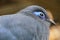 Closeup shot of a bright blue coua bird, endemic to Madagascar island, in the daylight