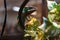 Closeup shot of a bright green and brown Panther chameleon sitting on a plant