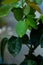 Closeup shot of bright green leaves with drops of water after rainfall